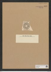 Actinoptychus van-heurcke Pant. (de-Toni-Nr.: Genus 227, Species 5561) Zeichnungen Sammlung Grunow Nr. 9590 (NHMW-BOT-W0379408)